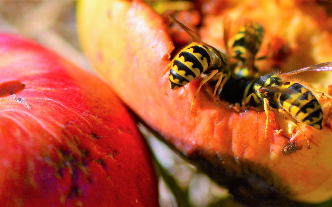 Meat bees eating an apple