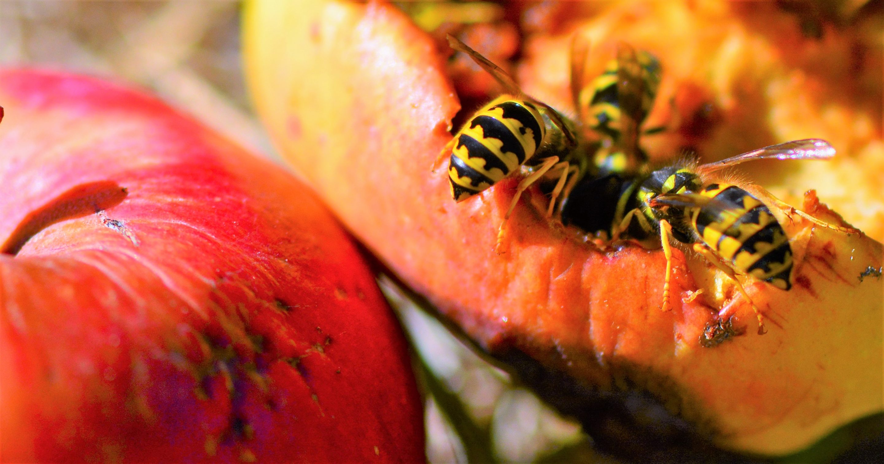 Yellow jacket nest creates buzz